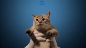 Mercedes vs LADA - курочки против котиков