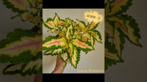 Небольшой фото-обзор колеусов. В обзор вошли 39 сортов. Выпуск 1.