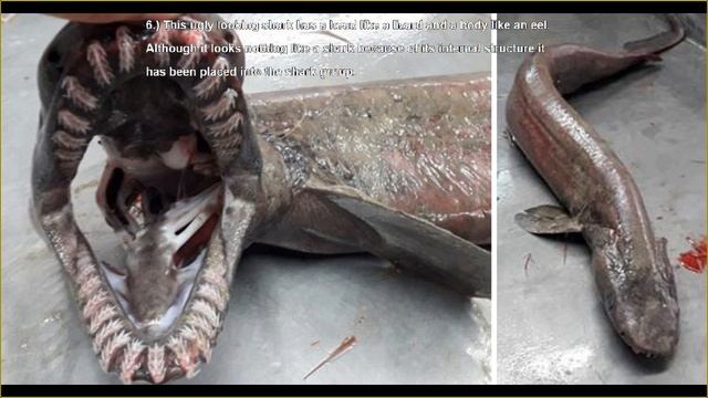 13 Random facts: Frilled Shark смотреть онлайн