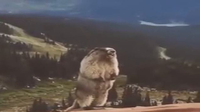 суслик да козёл