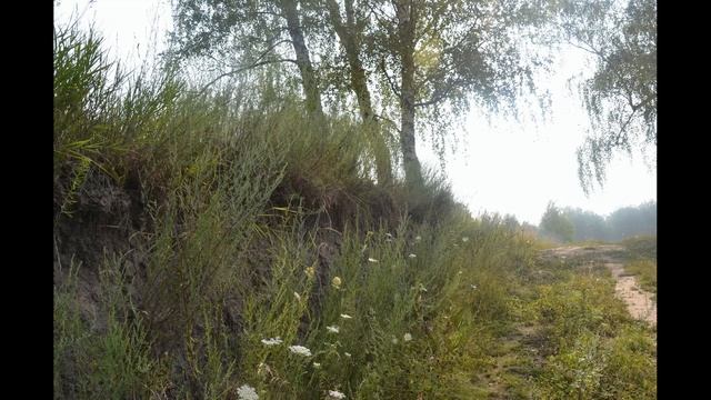 Испытатели природы: осы, птицы, люди. смотреть онлайн