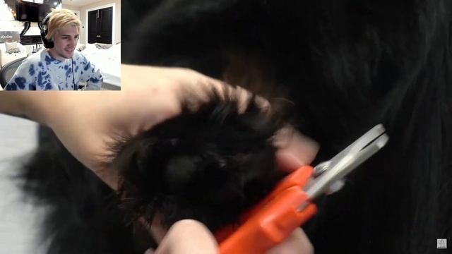 xQc watches so much react content he knows the script. смотреть онлайн