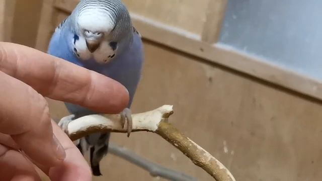 Вольер с попугаями. Зелень зимой. Ухаживания. Маленькие хитрости птичьего интерьера. смотреть онлайн