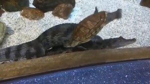 КАК СПАРИВАЮТСЯ КРОКОДИЛЫ | How mate crocodiles