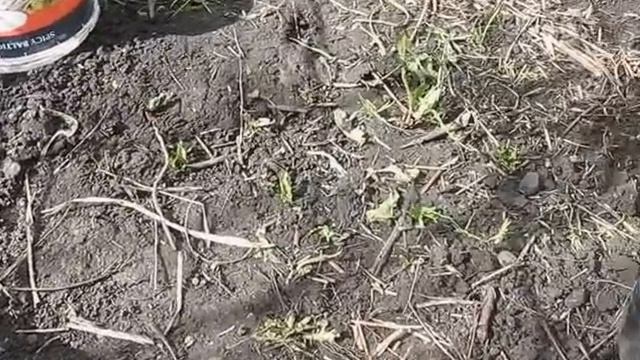 Выращивание хурмы в Харькове Цветение смотреть онлайн