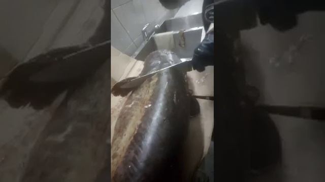 Сом чистим ребята смотреть онлайн