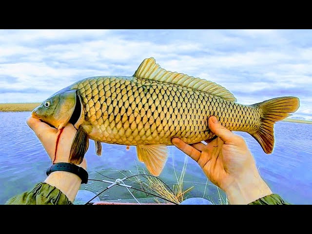 Сибирский странник - первое видео )))Бешенный клёв.
