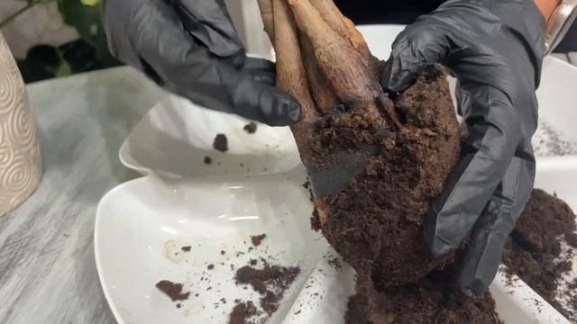 MONEY TREE (PACHIRA AQUATICA) Care Tips and Repot with me?Growing Big LEAVES! смотреть онлайн