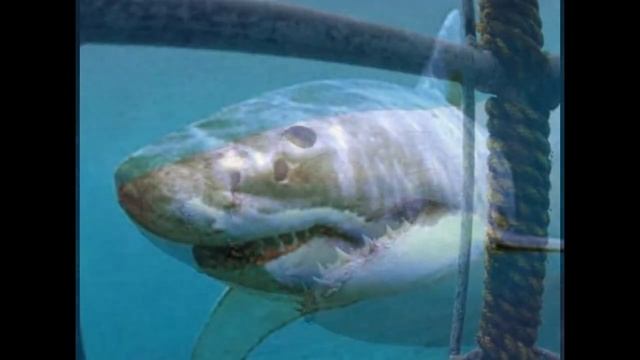 Акулы- ЛЮДОЕДЫ!!! смотреть онлайн