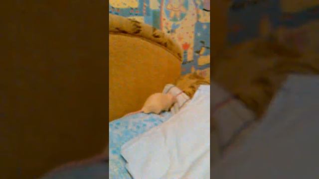 Поведение крысы смотреть онлайн