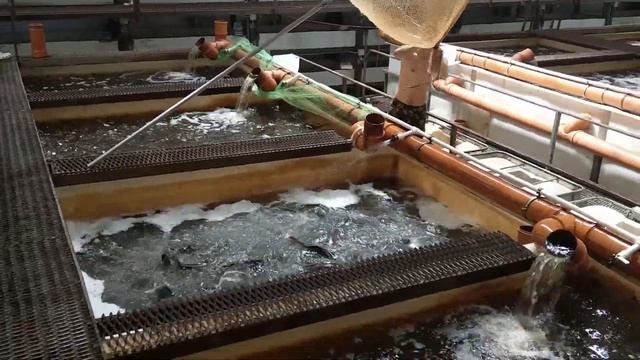 Африканский сом. Плотность рыбы при выращивании - до 633,8 кГ/м3. Отгрузка. смотреть онлайн