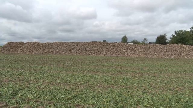 СТК. С полей убирают сахарную свёклу и кукурузу смотреть онлайн