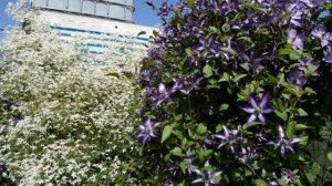 Клематис , Урал ,Июль 2024