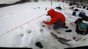 Ловля форели на платнике в Красногорске (Big Carp)