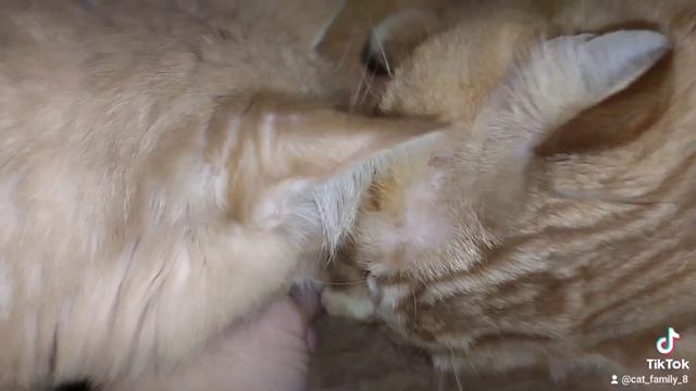 KalmVet смотреть онлайн