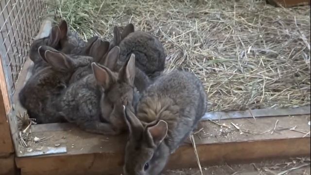 Окролы в любое время года/ЛПХ Моряк смотреть онлайн