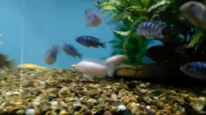 Африканская цихлида белый принц снежинка долгожданный нерест