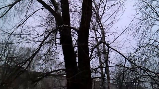 две белки на дереве играют прикол жесть