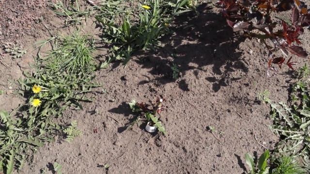 Как перезимовали наши розы в 3 - 4 зоне зимостойкости? смотреть онлайн