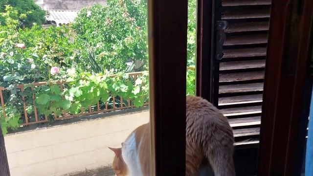Делаем Ремонт дома,У каждого свои обязанности! смотреть онлайн
