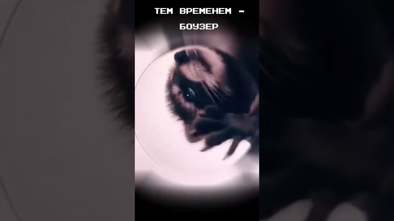 Mario Pedro Pedro Pedro Pe #mario #raccoon #dance #pedro смотреть онлайн