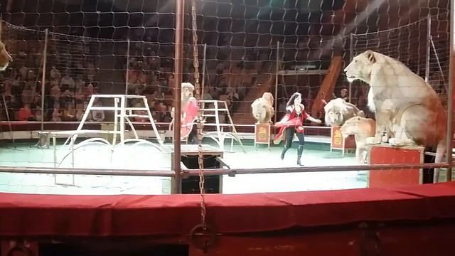 Кировский цирк. Львы