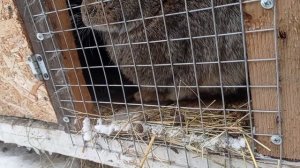 Небольшой обзор кроликов. Как привести крольчиху в охоту. Почему не кроются крольчихи.