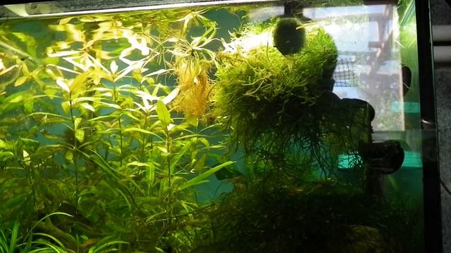 Черная Борода . Продолжение. смотреть онлайн