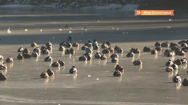 «Утиные истории»: расследование «Мира Белогорья» смотреть онлайн