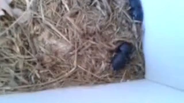 Scarites buparius comportamiento смотреть онлайн