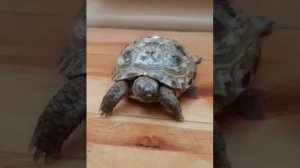 Как ухаживать за среднейазеацкой сухопутной  черепахой
