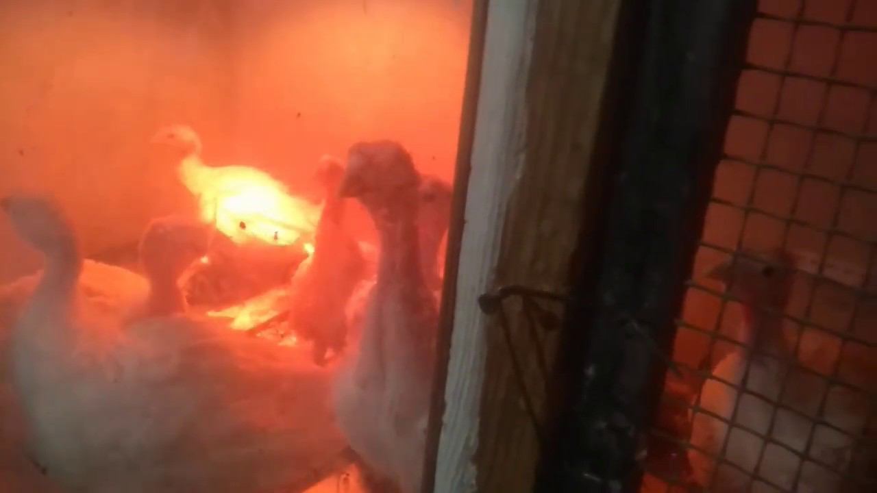 ИНДЮШАТАМ 5 НЕДЕЛЬ, ПОЯВИЛИСЬ ПРОБЛЕМЫ смотреть онлайн