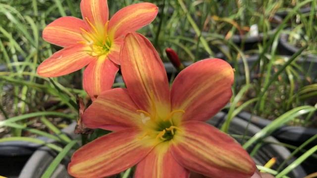 Zephyranthes ‘Rustic Ray’ смотреть онлайн