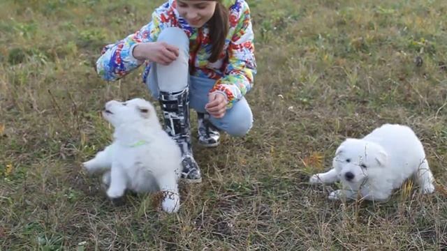 Белая Швейцарская Овчарка щенки смотреть онлайн