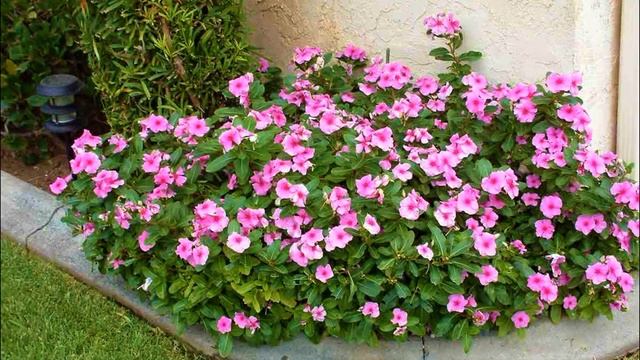 Этот Яркий Неприхотливый Цветок ЛЕГКО ЗАМЕНИТ ПЕТУНИЮ ЦВЕТЕТ ВСЕ ЛЕТО ПО ОКТЯБРЬ смотреть онлайн