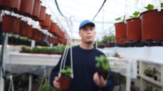 Ускоряю Рост Пеларгонии! смотреть онлайн