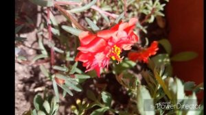 ПОРТУЛАК НА БАЛКОНЕ. БАЛКОННЫЙ САД. ПОРТУЛАК ИЗ СЕМЯН