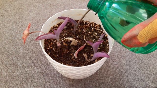 Unlock the Secrets: Growing Purple Heart (Tradescantia Pallida) at Home смотреть онлайн