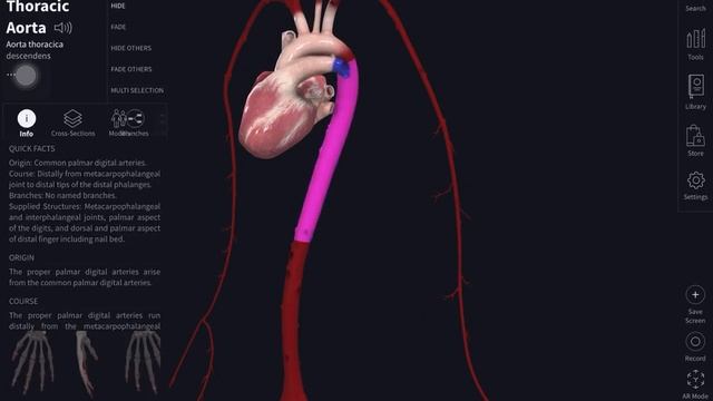 Invatand arborele vascular cu Gigel - part 1/2 смотреть онлайн