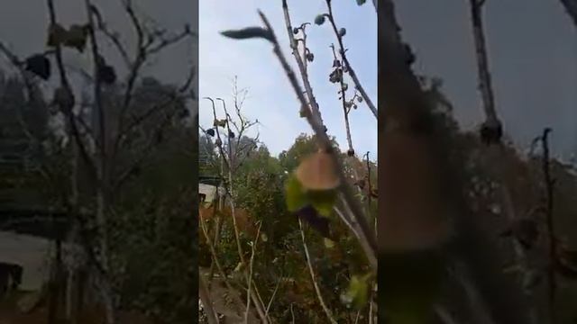 Диковина - Азимина! смотреть онлайн