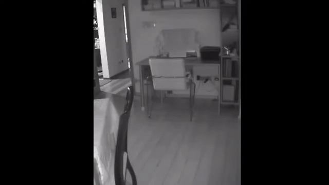 Кот упал со стула ночью