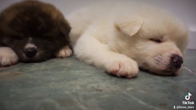 НЕ ПОЛУЧАЕТСЯ l ЩЕНКИ АКИТА ИНУ l AKITA INU PUPPIES FOR SALE смотреть онлайн