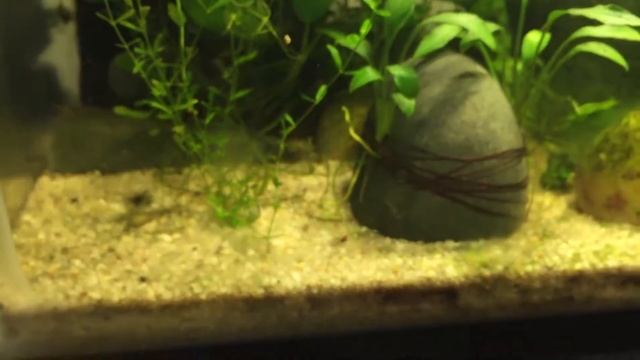 Homalomena Sp. Sekadau Aquarium Plant