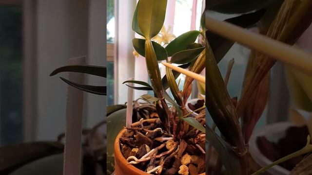 #Dendrobium_Micro_Chip(aberrans×normanbyense)#стадии_развития и цветение #дендробиум#МикроЧип смотреть онлайн