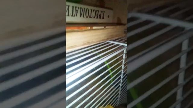 История Мандаринки как она сбежала, ? смотреть онлайн