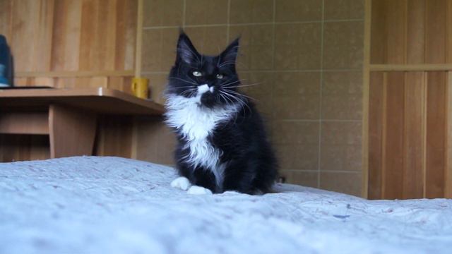 Котенок мейн-кун Zen Garden Jazzephine смотреть онлайн
