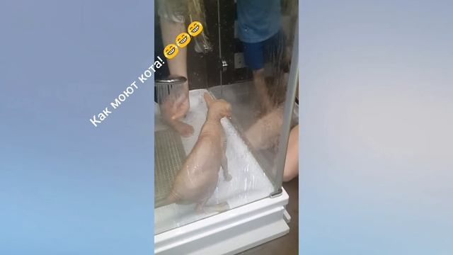 Как моют кота! Порода - Донской Сфинкс смотреть онлайн