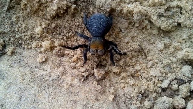 Паук, Элиста, Калмыкия смотреть онлайн