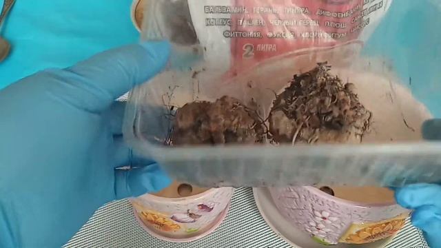 Комнатные цветы : Глоксинии - период покоя прошел.Что дальше? смотреть онлайн