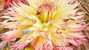 Георгина бахромчатая Капроз Жозефина (dahlia) ? обзор: как сажать, луковицы георгины Капроз Жозефин